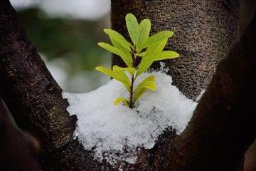 雪中杨梅树