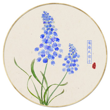 葡萄風(fēng)信子