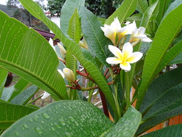 鸡蛋花