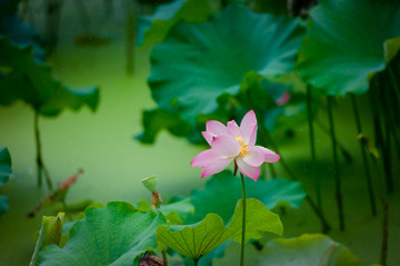 西湖荷花