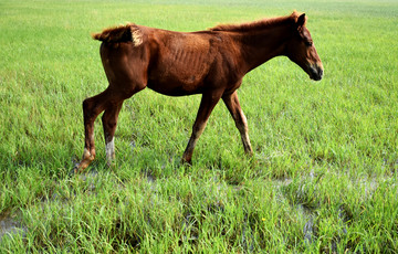 草地上的小马驹