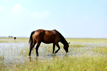 草原上的母马