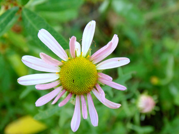 小山菊