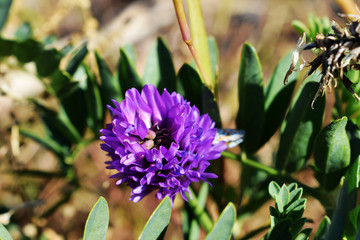 斜茎黄芪