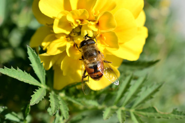 蜜蜂觅食