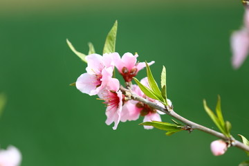 桃花与麦田