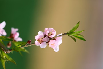 桃花与麦田