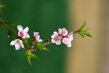 桃花与麦田