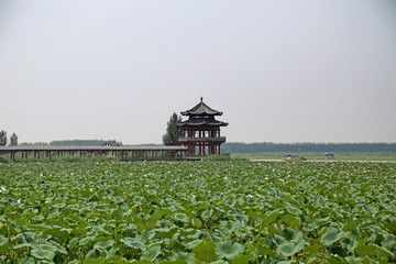 微山湖风景名胜区荷园