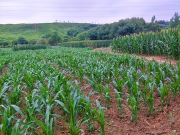 玉米田野