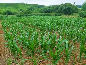 玉米田野