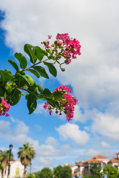 细叶紫薇园林景观花