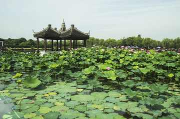 沙家浜荷花塘