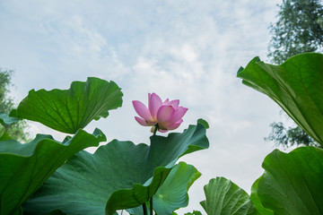 荷塘的天空