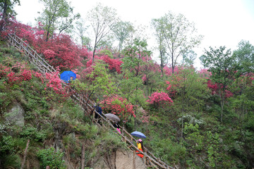 满山红杜鹃