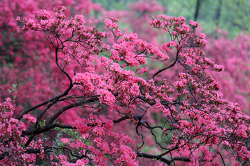 满山杜鹃花