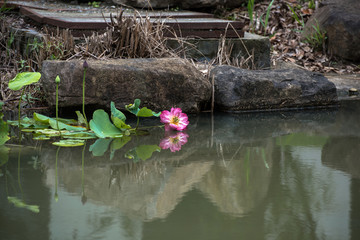 荷花