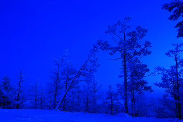 月光下的林海雪原
