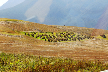 青藏高原雪山牧场