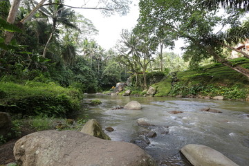 树林河流