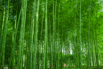 竹林素材