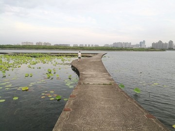 上海之鱼的黄昏