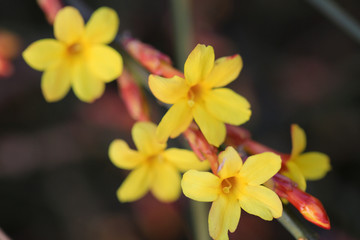 小黄花