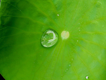 荷叶上的水珠