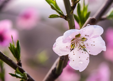 雨后桃花摄影图