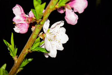 黑背白色桃花图片