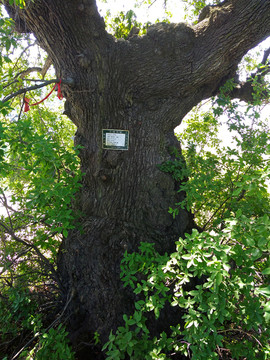 千年子栎树的树干