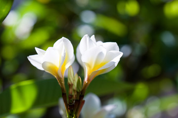 鸡蛋花