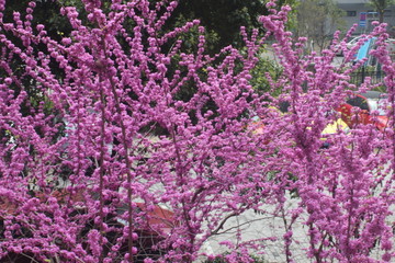 紫春花