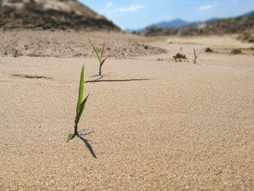 沙漠里的小草