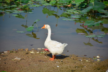 鸭子