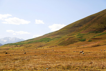 高原牧场