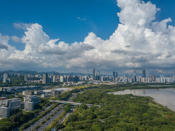 深圳湾红树林