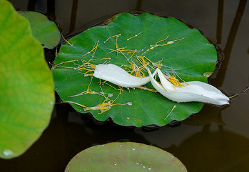 花落鹅白