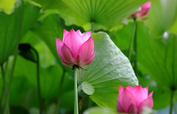 荷花特写