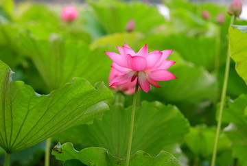 荷花特写