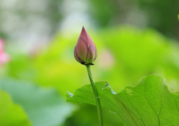 荷花特写