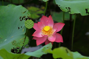 荷花特写