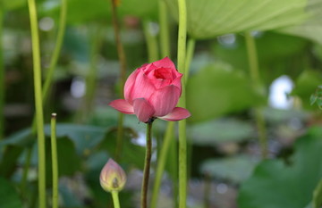 荷花特写