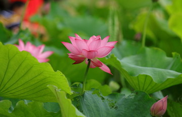 荷花特写