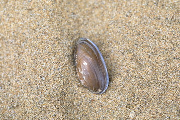 沙子里的贝壳