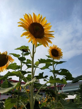 校园夏日向日葵