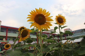 校园夏日向日葵