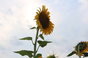 校园夏日向日葵