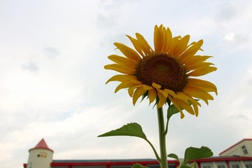 校园夏日向日葵