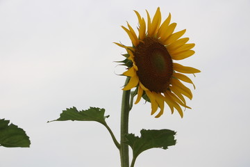 校园夏日向日葵